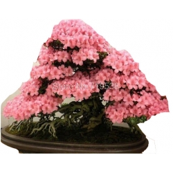 Nasiona Wiśnia japońska szt.3 N79